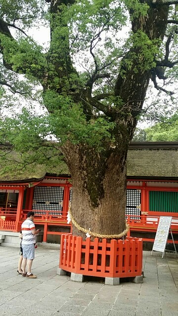 f:id:ichigo2015:20160815164502j:image