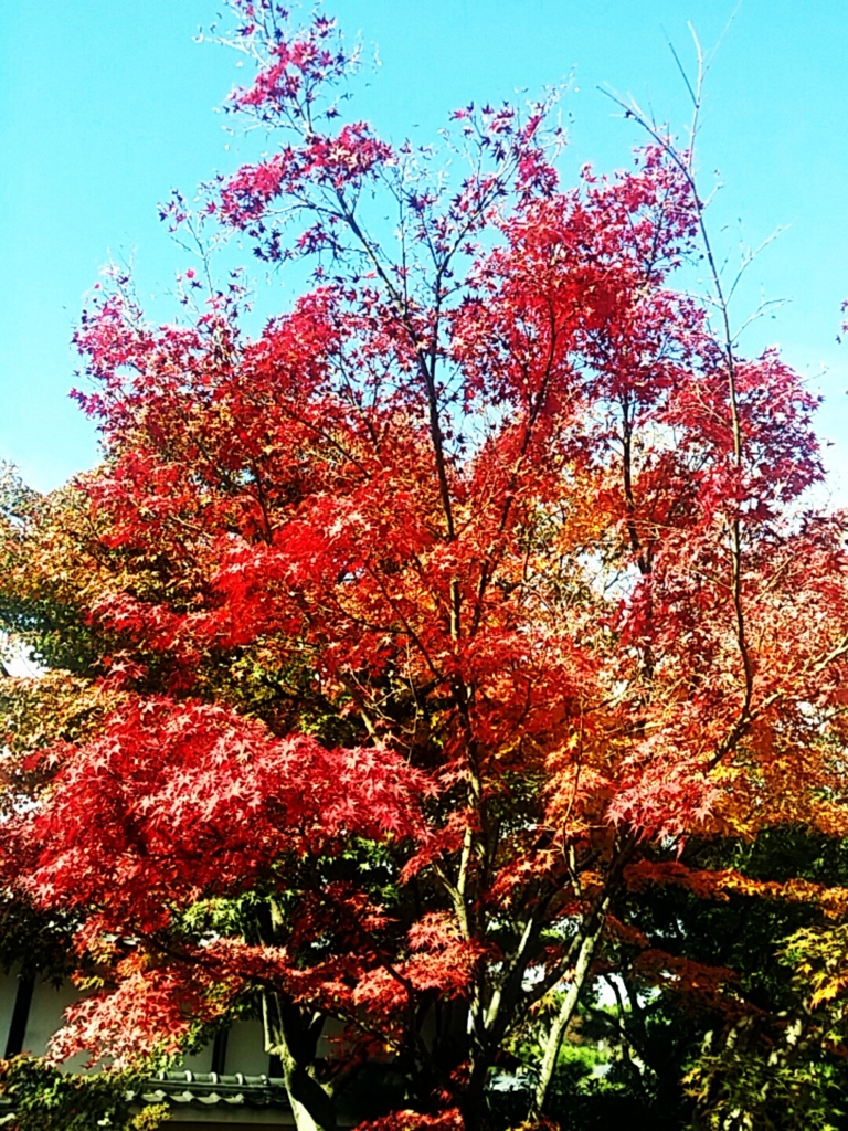 f:id:ichigo2015:20161125221809j:plain f:id:ichigo2015:20161125221809j:plain