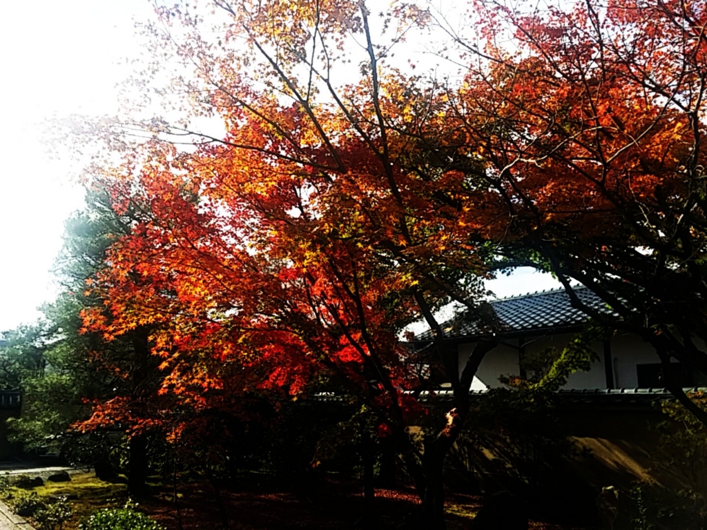 f:id:ichigo2015:20161125221839j:plain f:id:ichigo2015:20161125221839j:plain