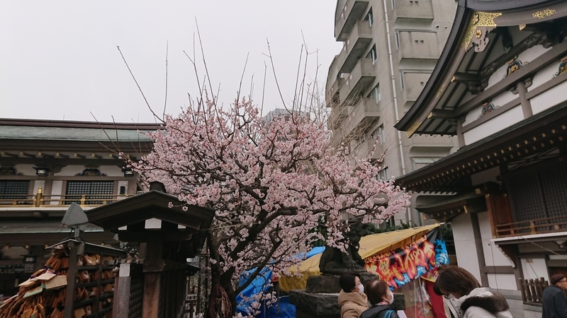 f:id:ichigo2015:20210307194627j:plain