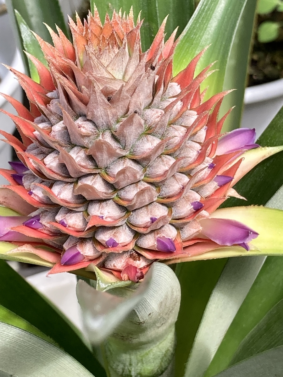 わが家のパイナップルついに花が咲く 実録編 いちごパパのハッピーライフ わが家のパイナップルついに花が咲く 実録編 いちごパパのハッピーライフ