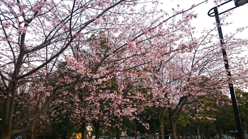 大寒桜 (2)