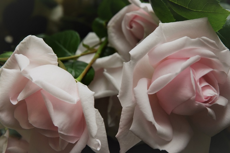 f:id:ichihime2:20190531052725j:plain