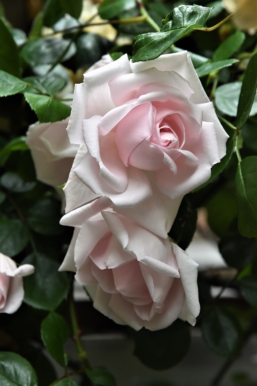 f:id:ichihime2:20190531053225j:plain