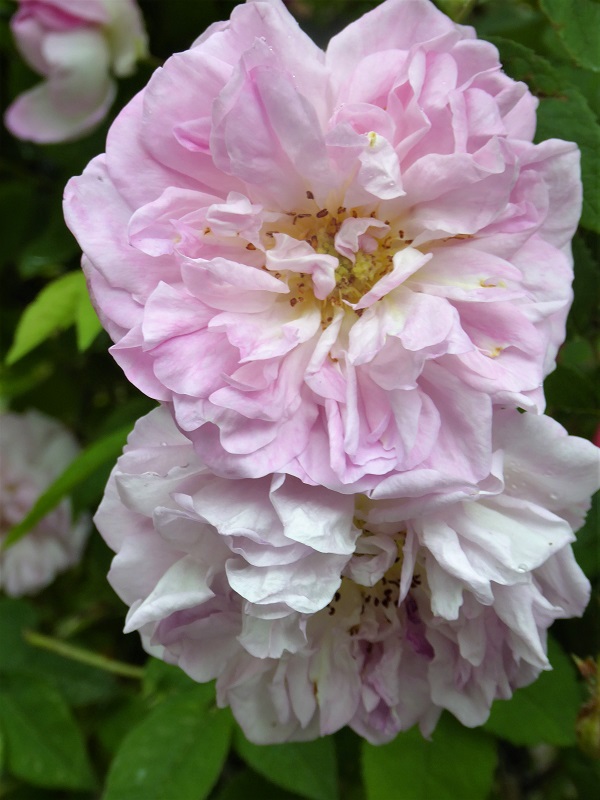 f:id:ichihime2:20190618211954j:plain