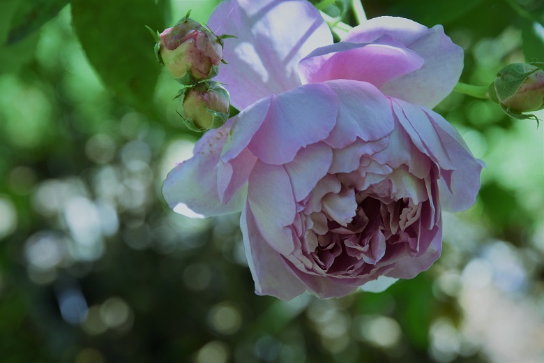 f:id:ichihime2:20190622235951j:plain