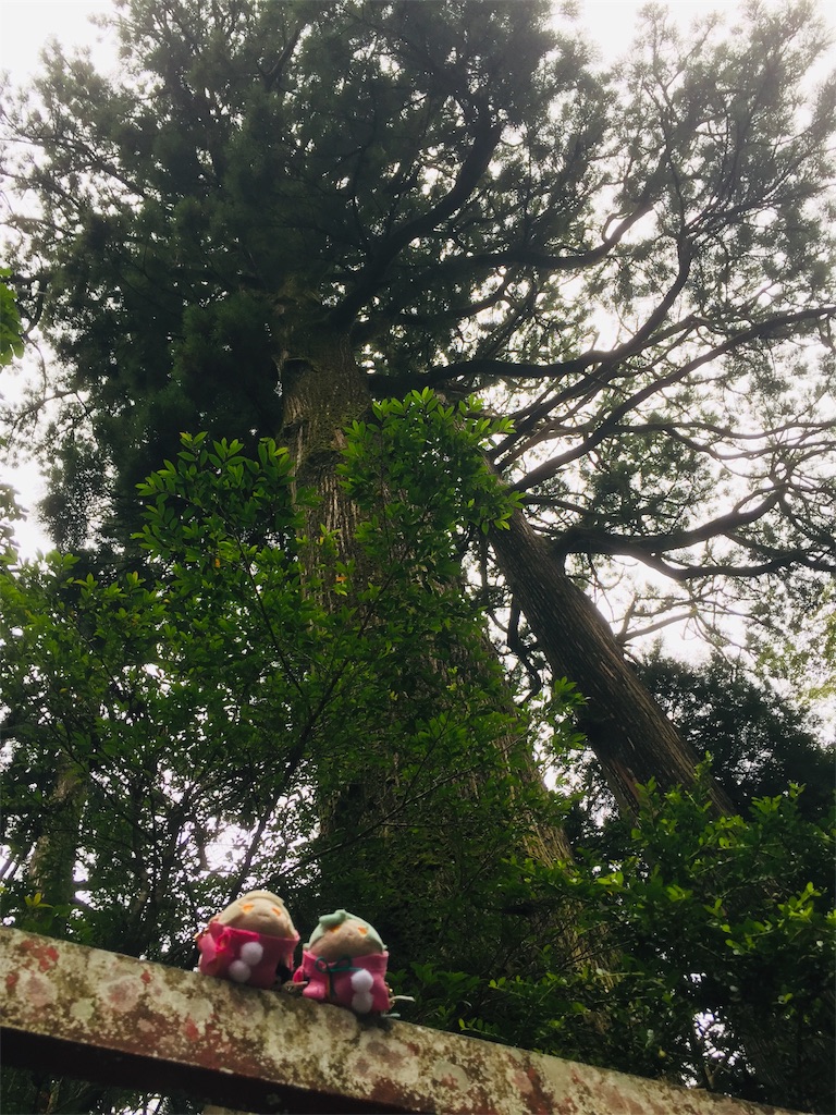 f:id:ichijiku0801:20190811004606j:image