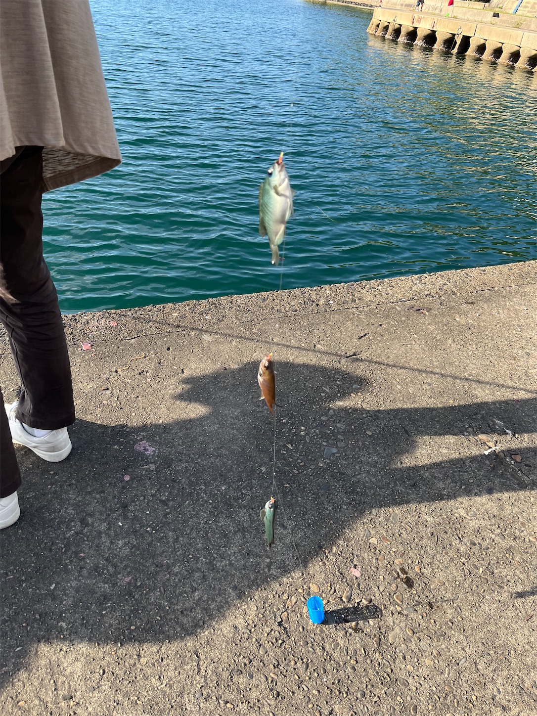 f:id:ichikasu:20240520192653j:image