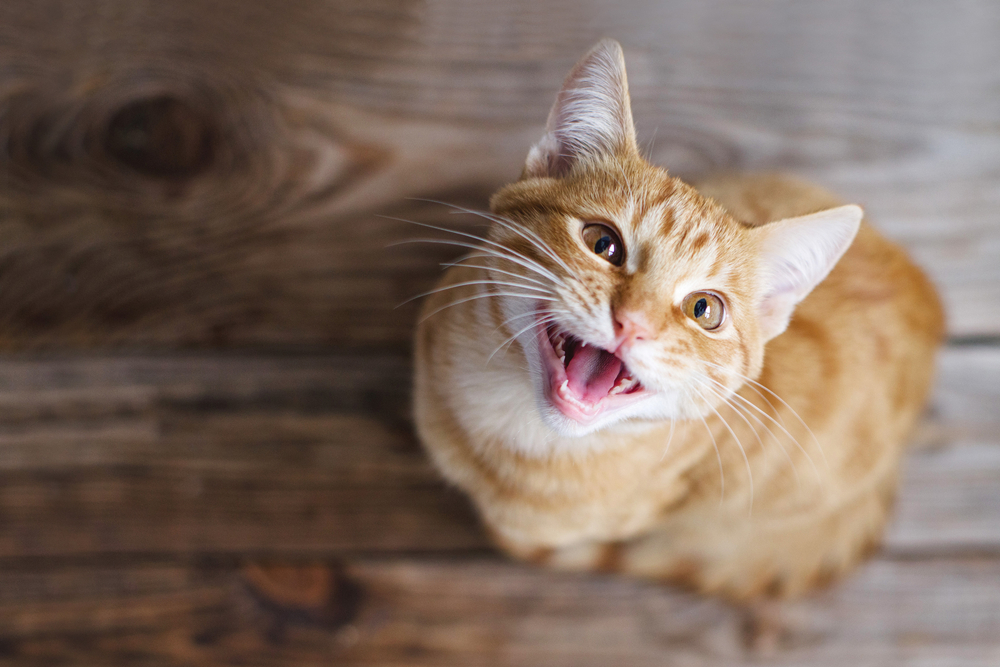 シニアの猫の病気と健康管理