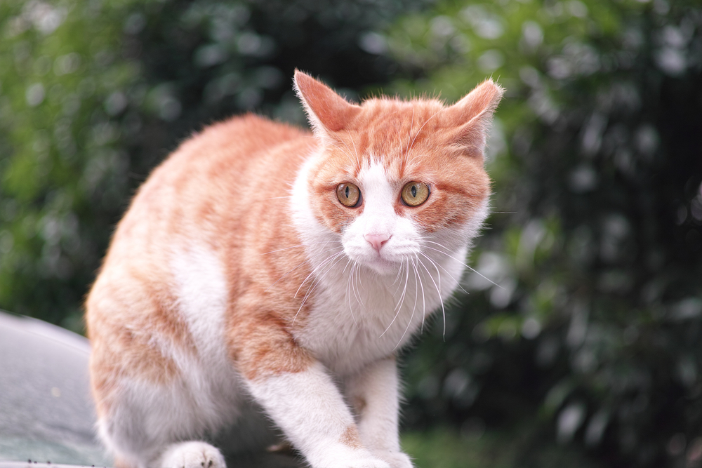 猫が夜泣きをする理由