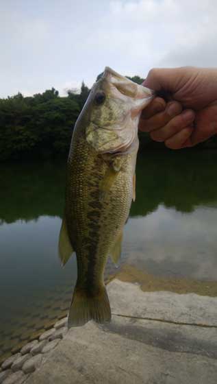 f:id:ichiki048:20201125212642j:plain