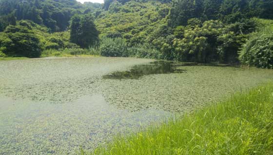 f:id:ichiki048:20201125212717j:plain