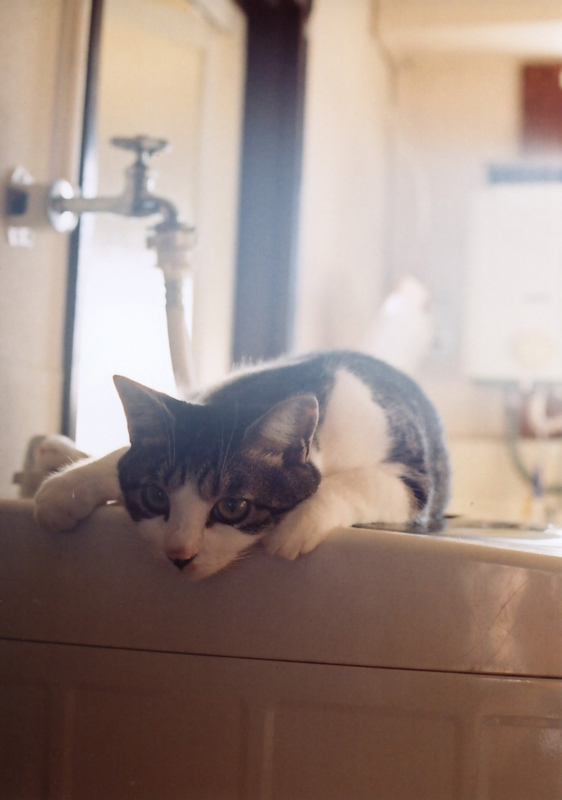 f:id:ichikouemoto:20090731204146j:image