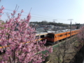 [201系][桜]