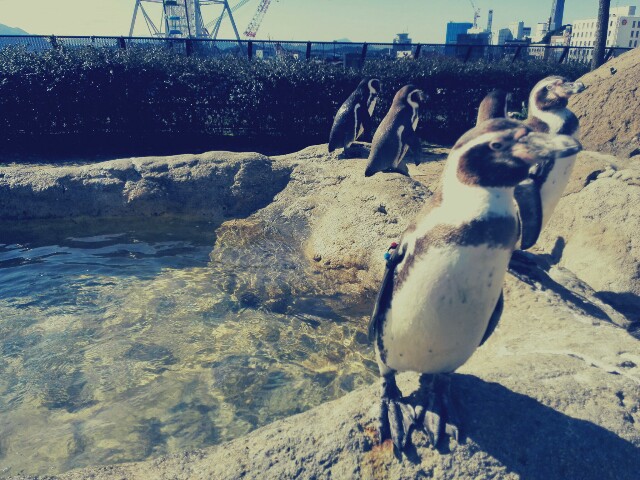 f:id:ichininosun:20160131073142j:plain f:id:ichininosun:20160131073142j:plain