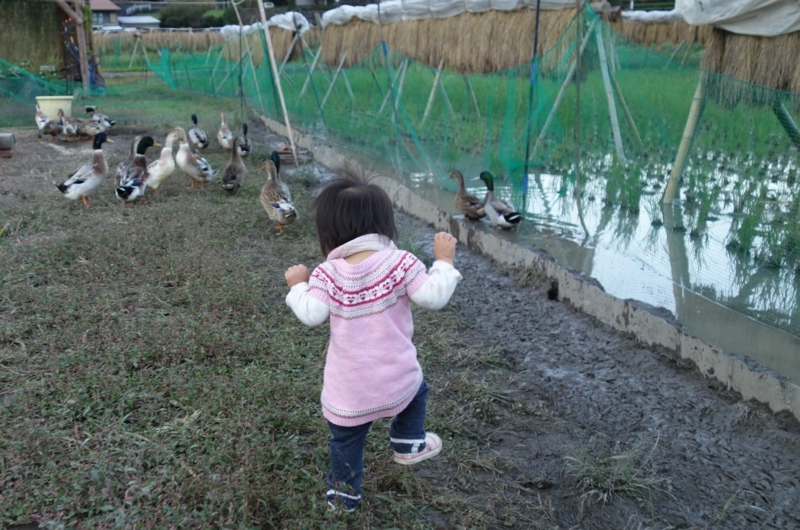 f:id:ichirindo:20161101212232j:image:w640