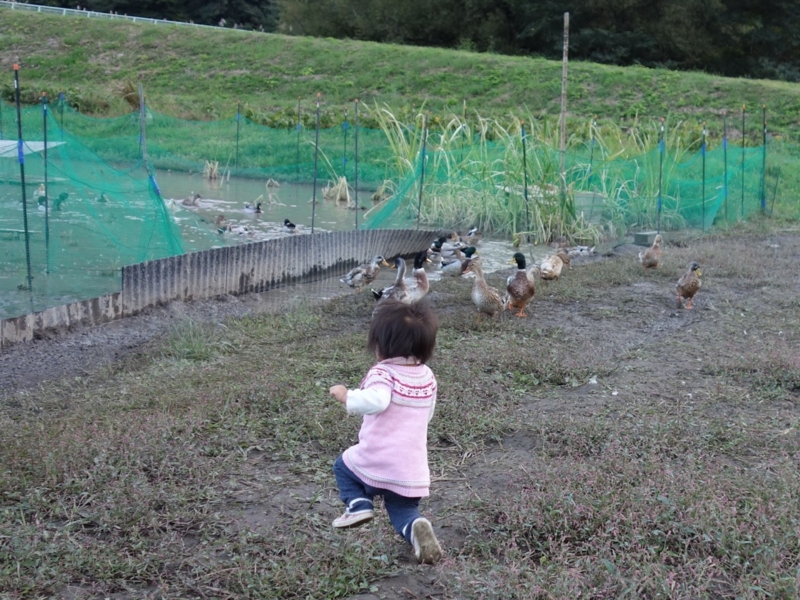 f:id:ichirindo:20161101212243j:image:w360