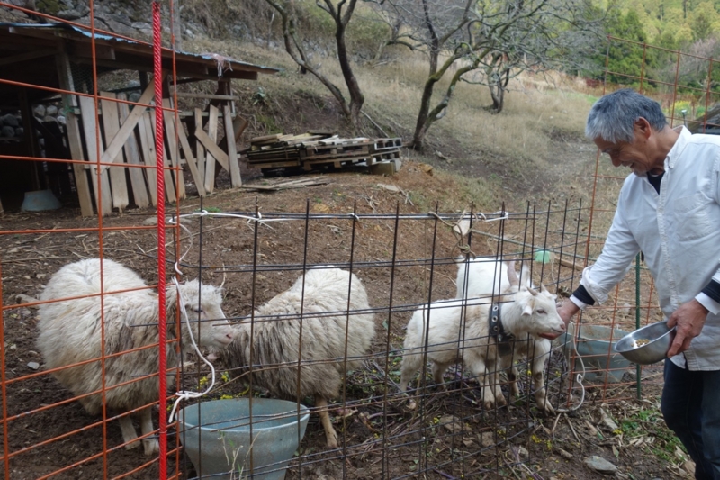 f:id:ichirindo:20170410141124j:image:w640