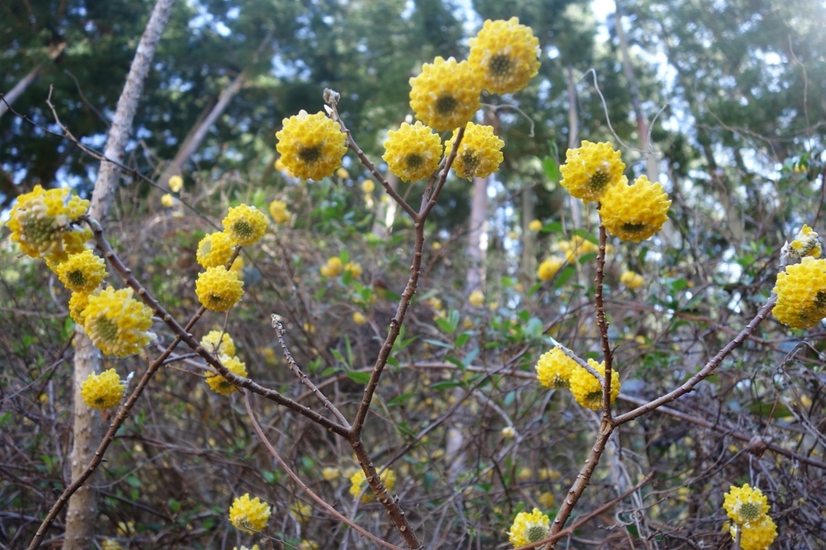 f:id:ichirindo:20210315204205j:plain