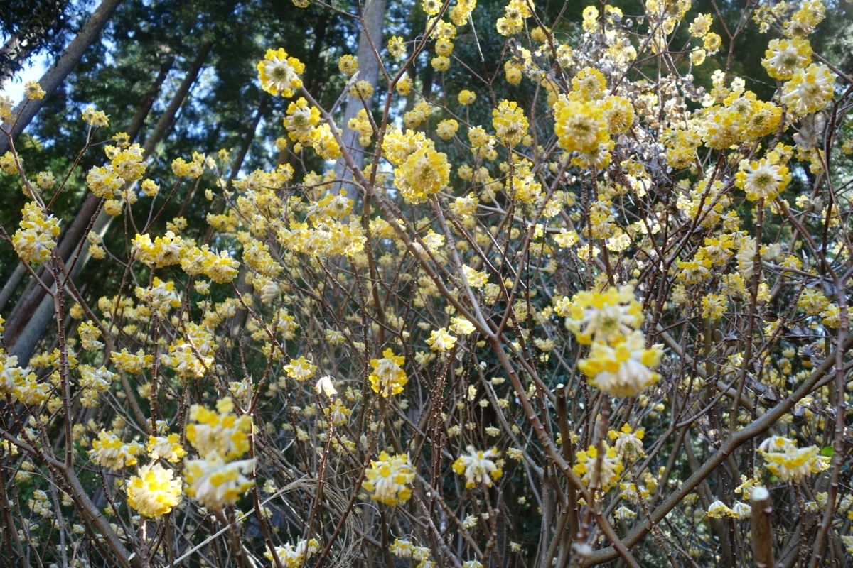 f:id:ichirindo:20210315204213j:plain