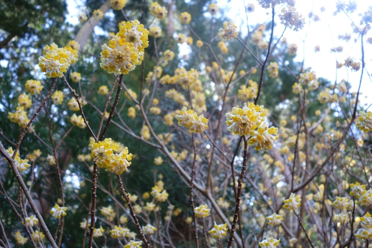 f:id:ichirindo:20210315204231j:plain