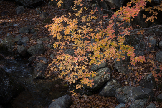 f:id:ichiroh0509:20151024113807j:image:w440 f:id:ichiroh0509:20151024113807j:image:w440