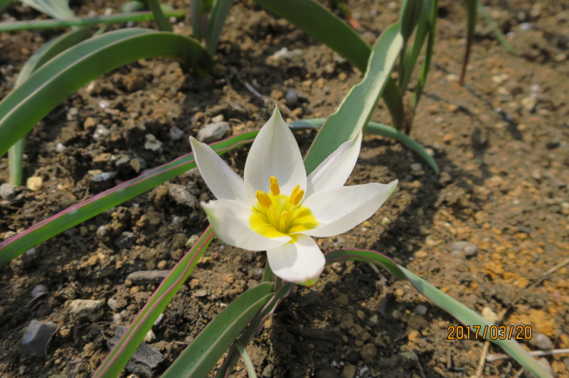 f:id:ichirou1515:20170320130137j:plain f:id:ichirou1515:20170320130137j:plain