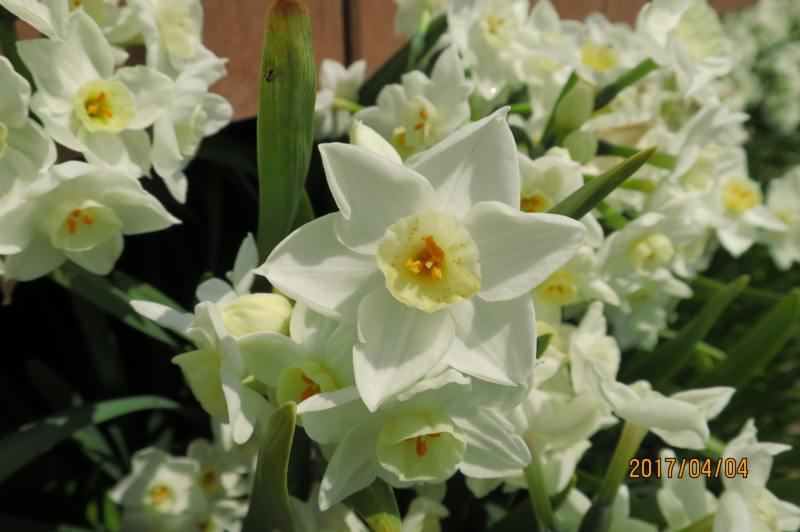 f:id:ichirou1515:20170404115256j:plain f:id:ichirou1515:20170404115256j:plain