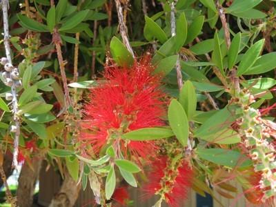 f:id:ichishoji:20090718144617j:image