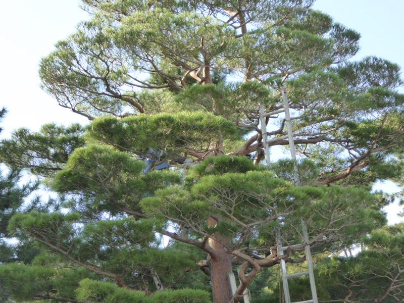 黒松の剪定 洛菜庵