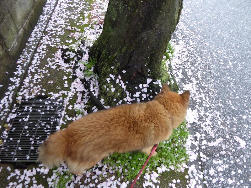 イメージ 6