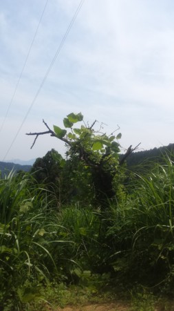f:id:ichizou:20140616125030j:image:left f:id:ichizou:20140616125030j:image:left