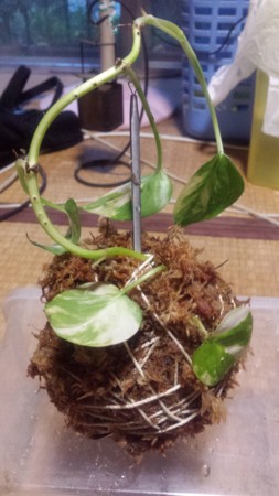 f:id:ichizou:20140621190004j:image f:id:ichizou:20140621190004j:image