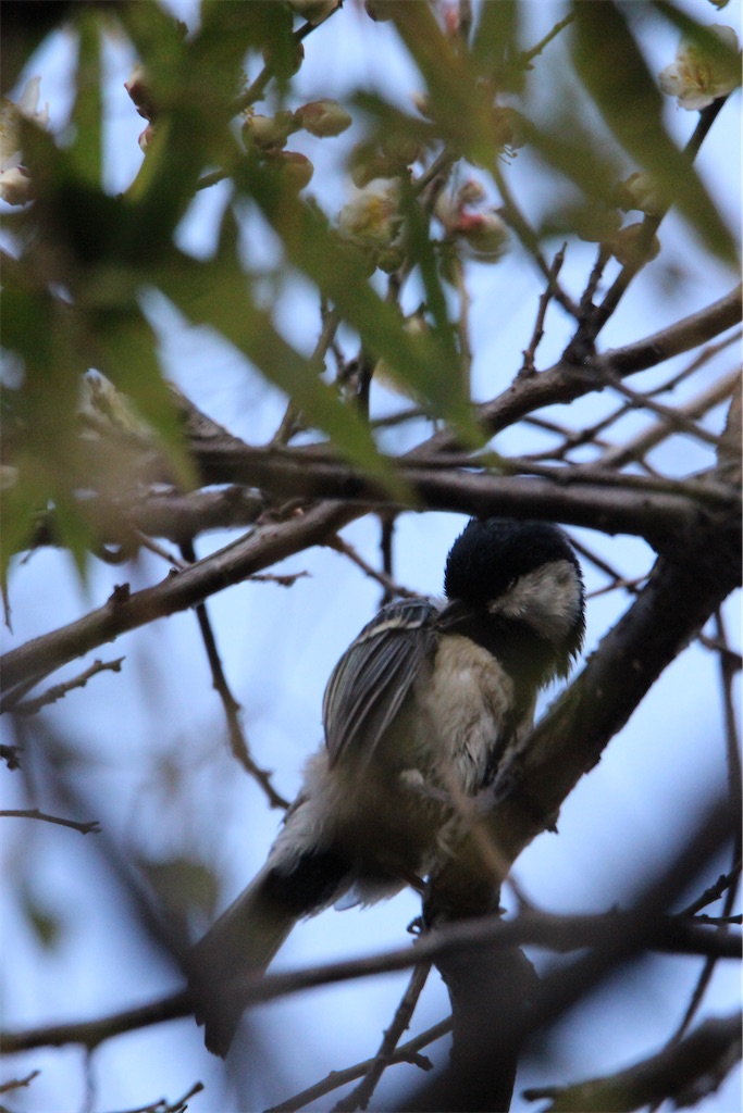 f:id:iconoi:20250219095406j:image