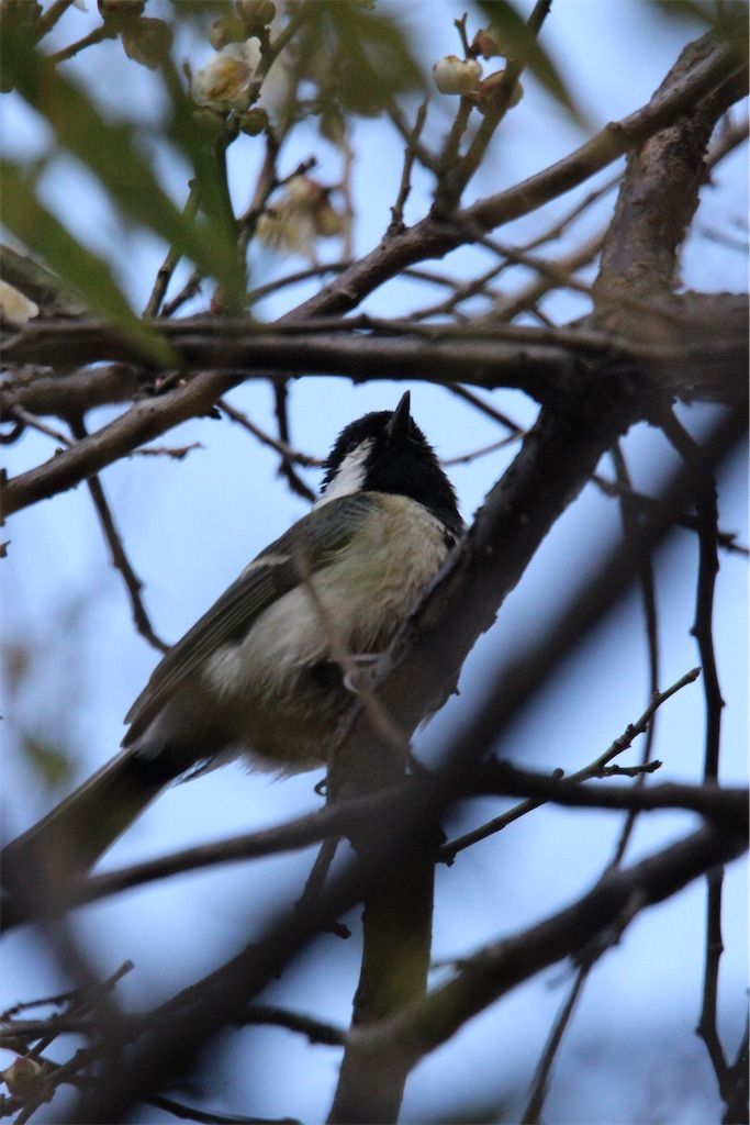 f:id:iconoi:20250219095410j:image