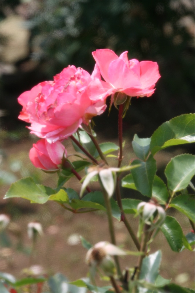 f:id:iconoi:20250610044712j:image