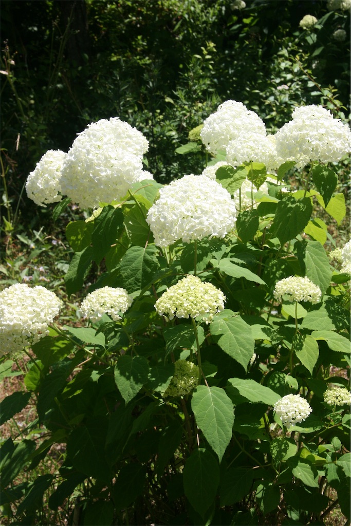 f:id:iconoi:20250611044541j:image