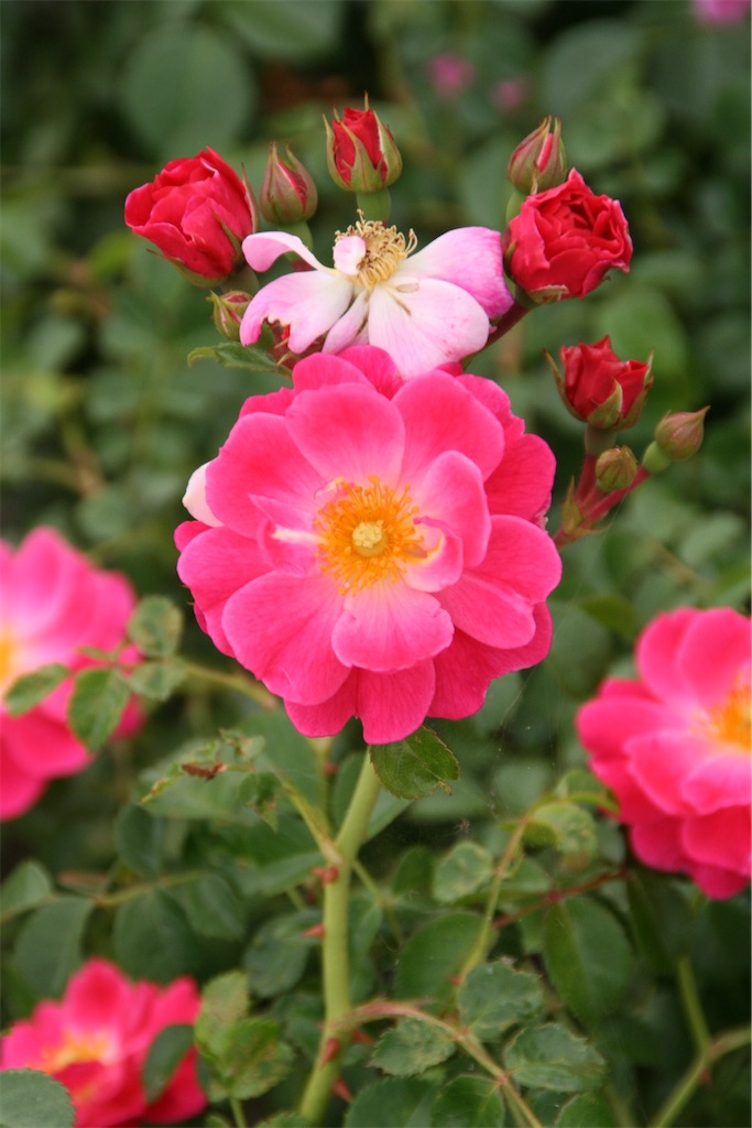 f:id:iconoi:20250614045402j:image