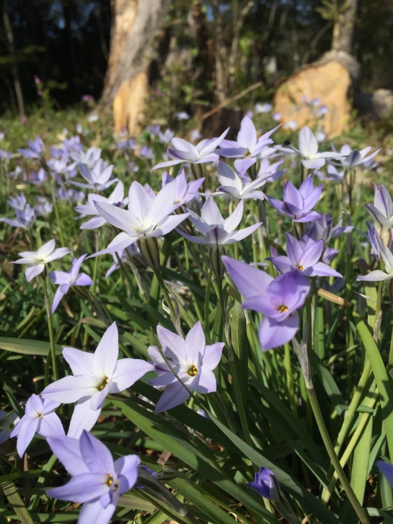 f:id:idainarukamome:20180410230854j:plain f:id:idainarukamome:20180410230854j:plain