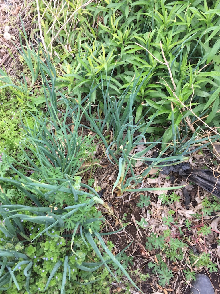 f:id:idainarukamome:20180427201245j:image f:id:idainarukamome:20180427201245j:image