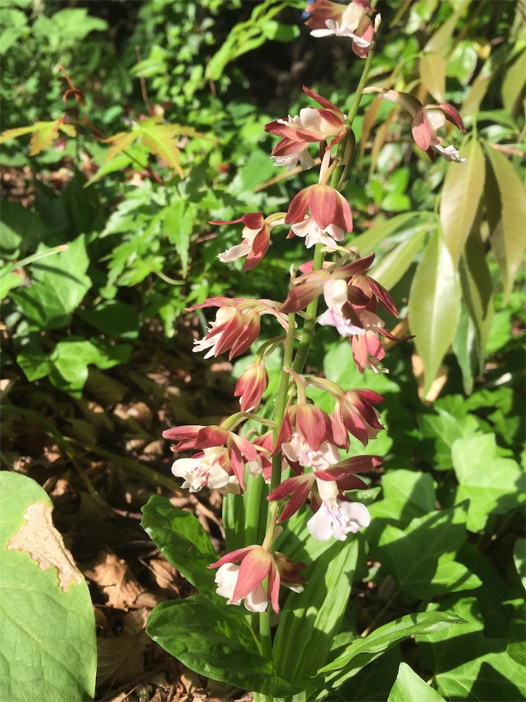 f:id:idainarukamome:20180609124028j:image f:id:idainarukamome:20180609124028j:image