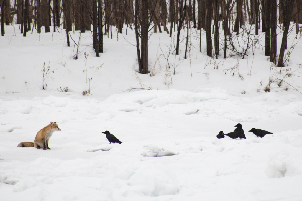 きつねとカラスのにらめっこ