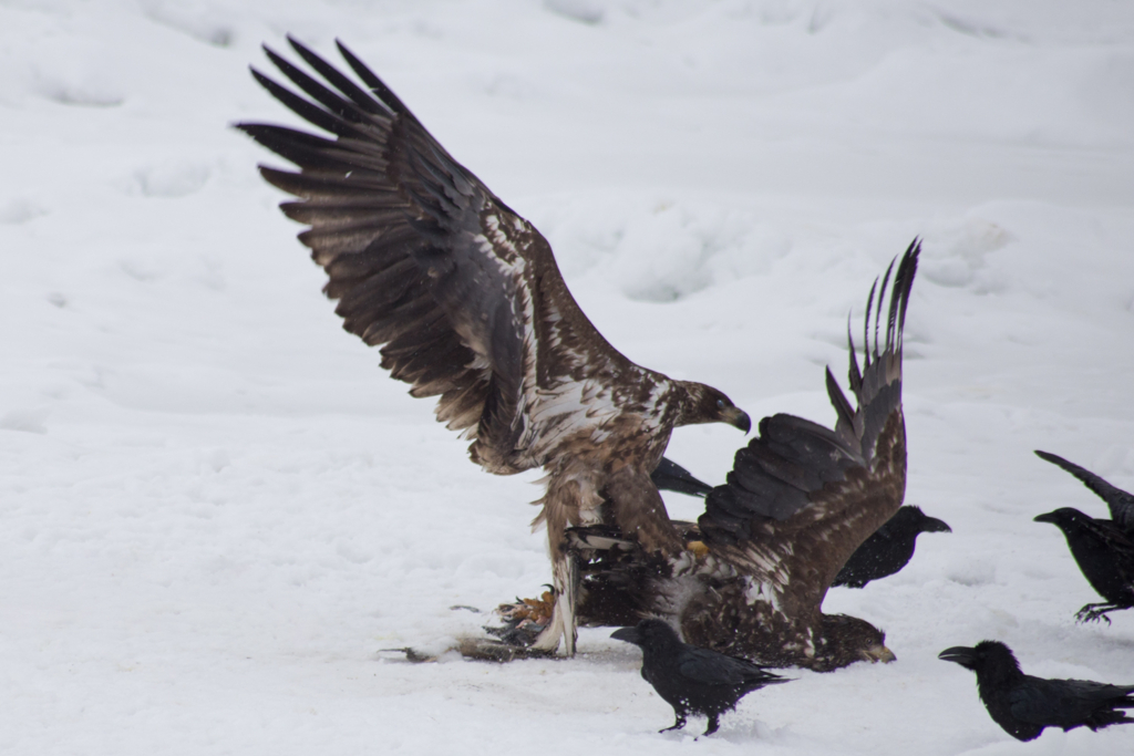 オジロワシ同士の争い