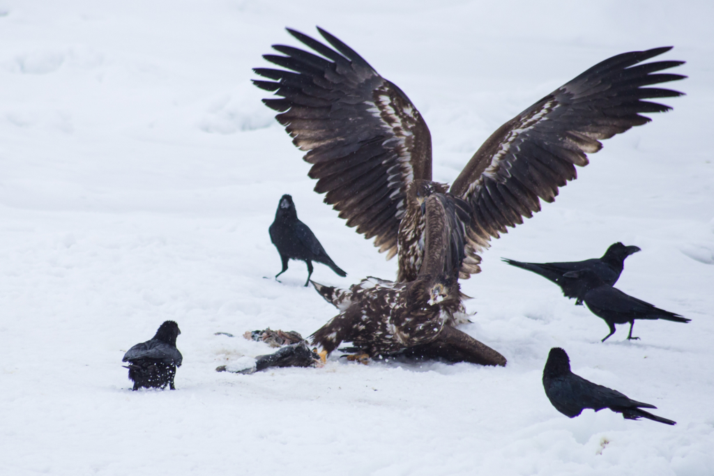 オジロワシ同士の争い