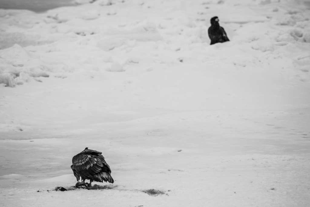 オジロワシとオオワシ