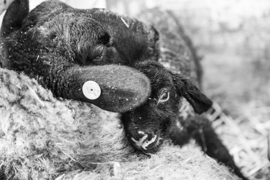 f:id:iden0911:20170126130258j:plain f:id:iden0911:20170126130258j:plain