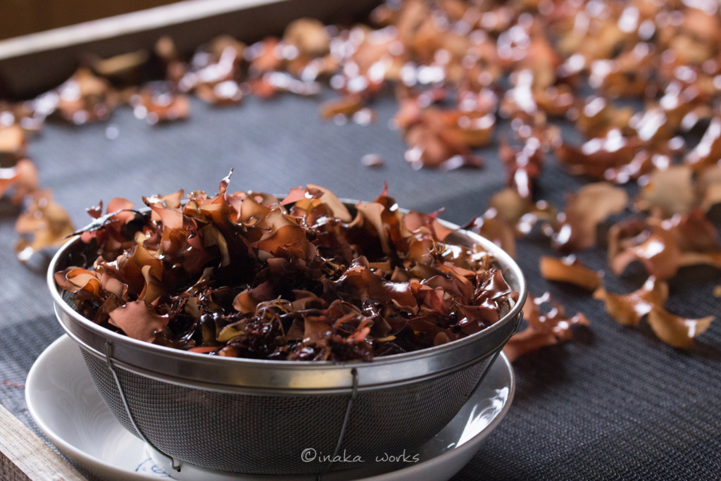 日を浴びて美しい色の銀杏藻 日を浴びて美しい色の銀杏藻