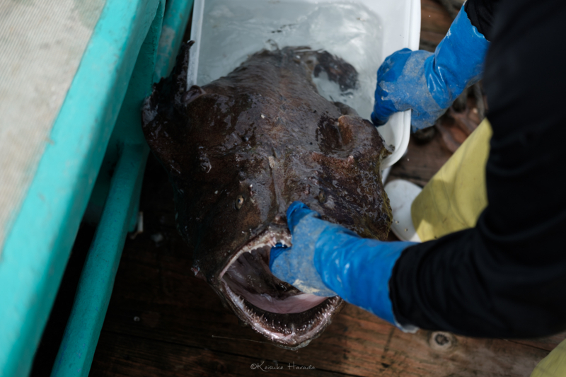 利尻漁港で獲れた特大のアンコウ