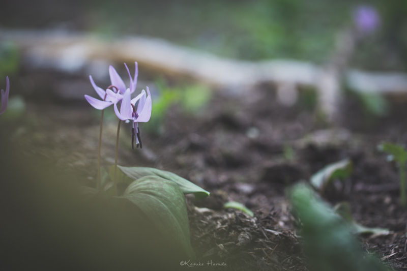 物陰からカタクリの花