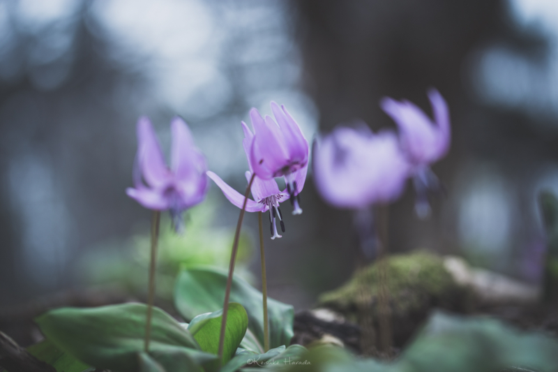 風に揺れるカタクリの花